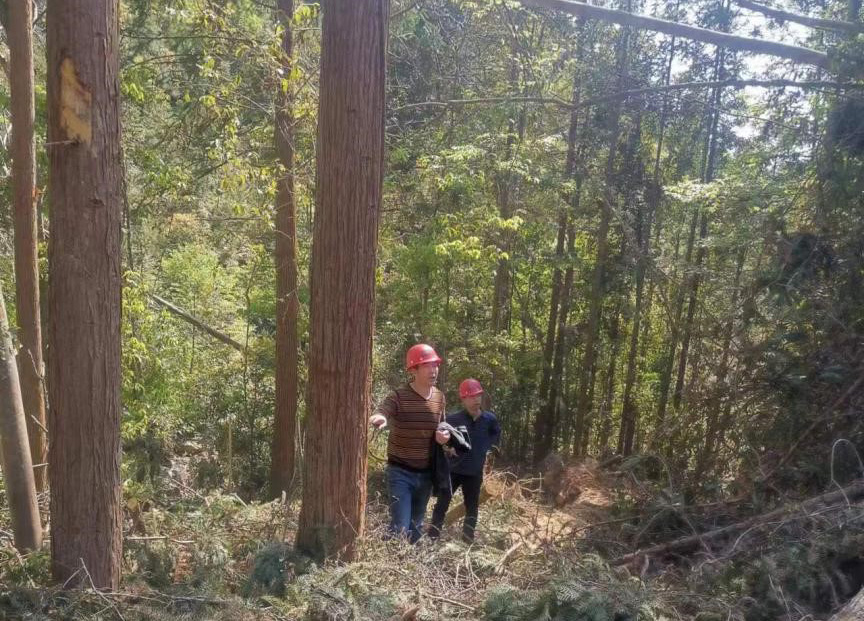 “兩節(jié)”前夕，“綠盾”行動——福建金森嚴格把關(guān)林木采伐施工