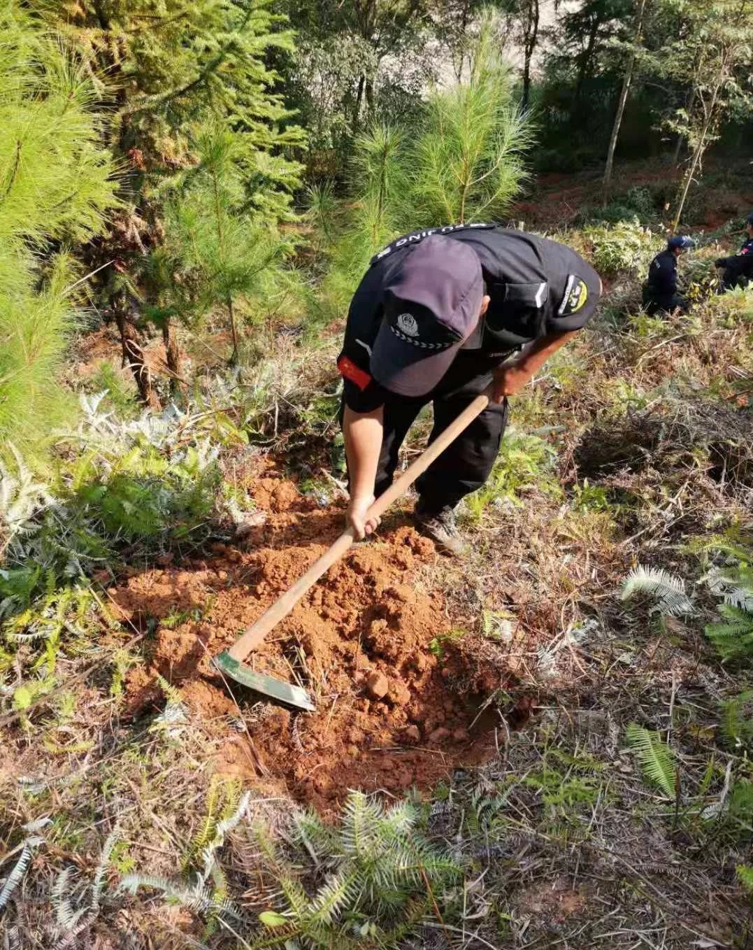 干好每一天|青山掛白我復(fù)綠，無私奉獻(xiàn)金森人——資源保護(hù)部義務(wù)突擊隊工作記實