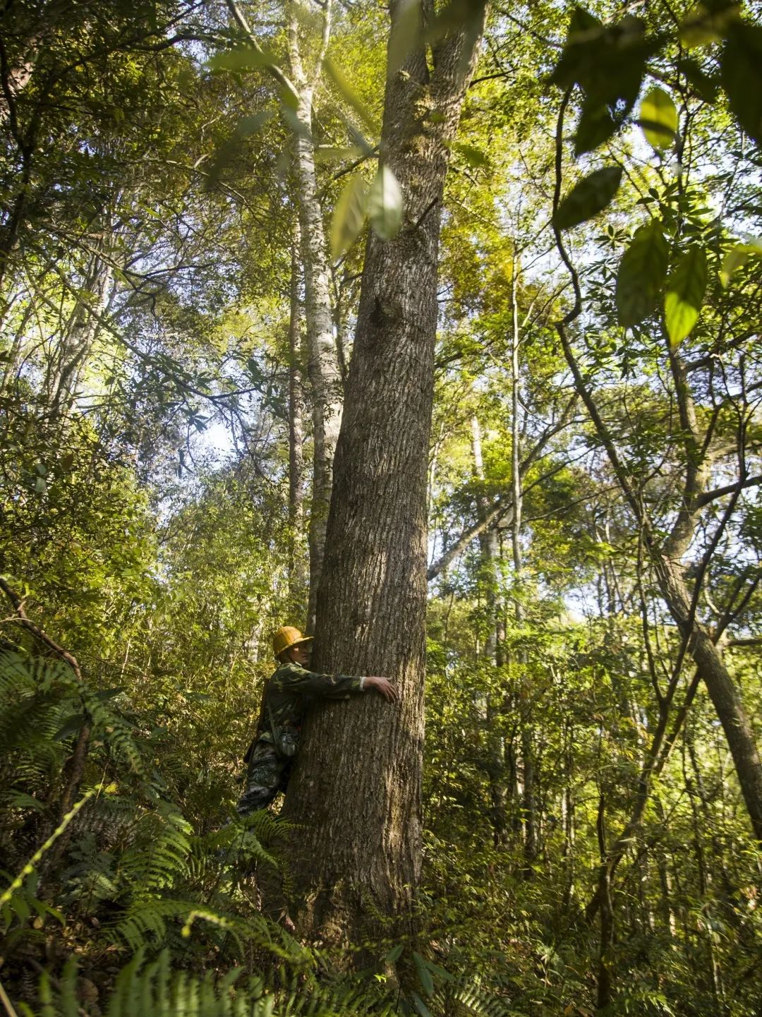 【金森榜樣】護(hù)林員邱玉祥的一天:想一輩子與青山相伴 【金森榜樣】護(hù)林員邱玉祥的一天:想一輩子與青山相伴