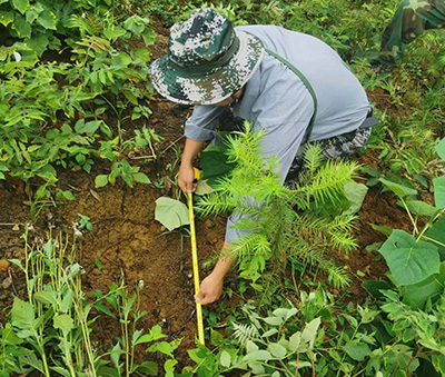 嚴把森林培育質(zhì)量關(guān)，譜寫資源培育新篇章