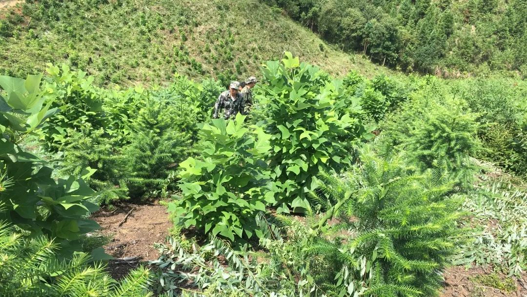 福建金森舉辦首屆“村企合作造林村民開放日”活動(dòng) 福建金森舉辦首屆“村企合作造林村民開放日”活動(dòng)